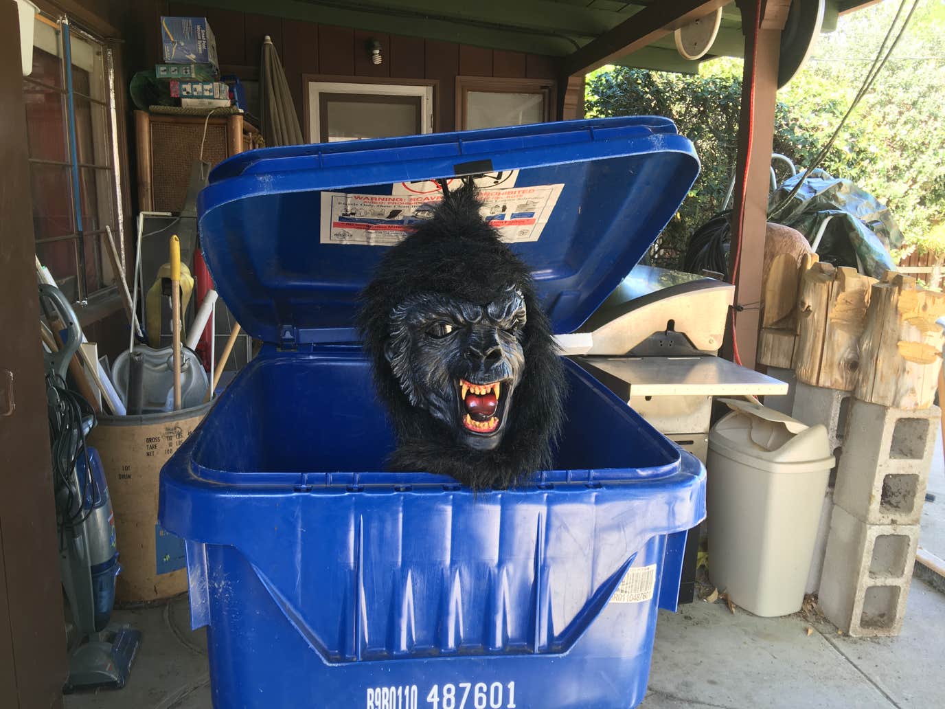 Gorilla in the dumpster